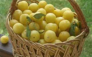 Самые вкусные заготовки из слив: 15 прекрасных рецептов